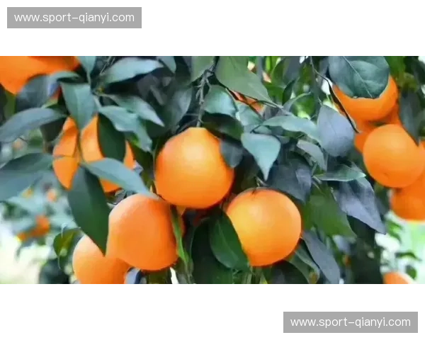 横滨vs爱媛：海风与柑橘的浪漫对决，一场味蕾与心灵的双重奏